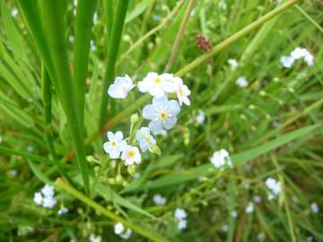 Fotografia da espécie Myosotis secunda