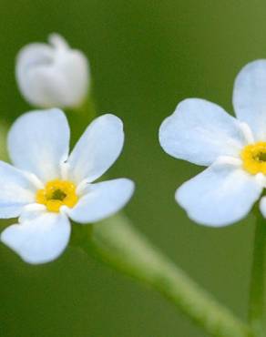 Fotografia 1 da espécie Myosotis secunda no Jardim Botânico UTAD