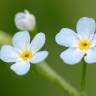 Fotografia 1 da espécie Myosotis secunda do Jardim Botânico UTAD