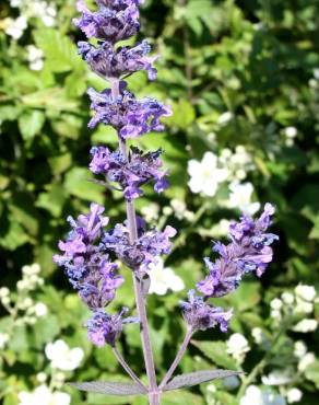 Fotografia 3 da espécie Nepeta caerulea no Jardim Botânico UTAD