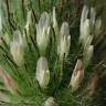 Fotografia 2 da espécie Trifolium diffusum do Jardim Botânico UTAD