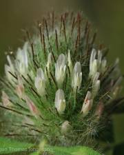 Fotografia da espécie Trifolium diffusum