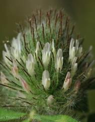 Trifolium diffusum