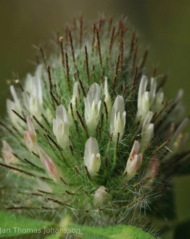 Fotografia de capa Trifolium diffusum - do Jardim Botânico