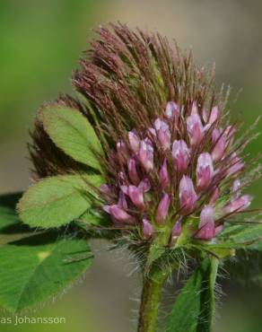 Fotografia 1 da espécie Trifolium ligusticum no Jardim Botânico UTAD