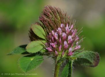 Fotografia da espécie Trifolium ligusticum