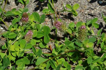 Fotografia da espécie Trifolium ligusticum