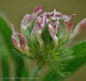 Fotografia da espécie Trifolium leucanthum