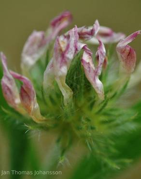 Fotografia 1 da espécie Trifolium leucanthum no Jardim Botânico UTAD