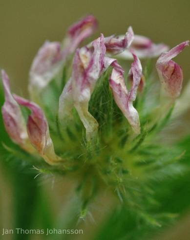 Fotografia de capa Trifolium leucanthum - do Jardim Botânico