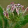 Fotografia 1 da espécie Trifolium leucanthum do Jardim Botânico UTAD