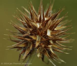 Fotografia da espécie Trifolium leucanthum