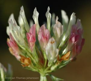 Fotografia da espécie Trifolium michelianum