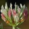 Fotografia 1 da espécie Trifolium michelianum do Jardim Botânico UTAD