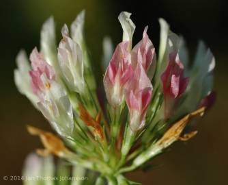 Fotografia da espécie Trifolium michelianum