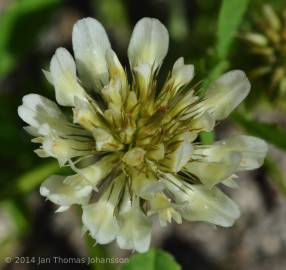 Fotografia da espécie Trifolium michelianum