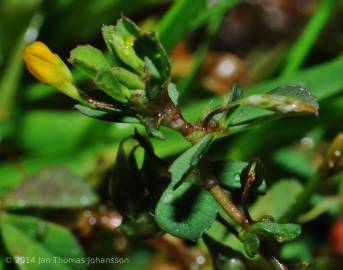 Fotografia da espécie Trifolium micranthum