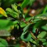 Fotografia 2 da espécie Trifolium micranthum do Jardim Botânico UTAD