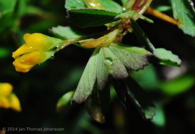 Fotografia da espécie Trifolium micranthum