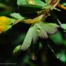 Fotografia 3 da espécie Trifolium micranthum do Jardim Botânico UTAD