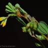 Fotografia 4 da espécie Trifolium micranthum do Jardim Botânico UTAD