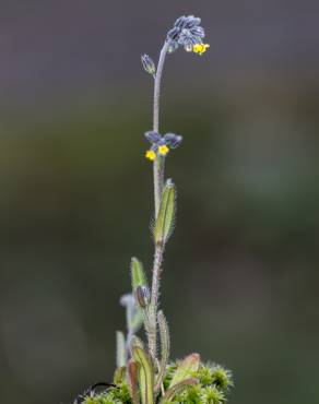 Fotografia 7 da espécie Myosotis discolor subesp. balbisiana no Jardim Botânico UTAD