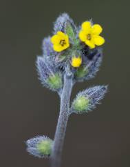 Myosotis discolor subesp. balbisiana