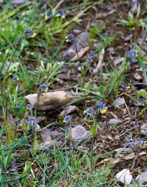 Fotografia 9 da espécie Myosotis discolor subesp. balbisiana no Jardim Botânico UTAD