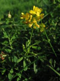 Fotografia da espécie Medicago falcata