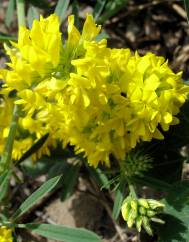 Medicago falcata