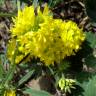 Fotografia 1 da espécie Medicago falcata do Jardim Botânico UTAD