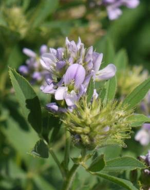 Fotografia 5 da espécie Medicago falcata no Jardim Botânico UTAD