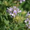 Fotografia 5 da espécie Medicago falcata do Jardim Botânico UTAD