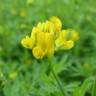 Fotografia 6 da espécie Medicago falcata do Jardim Botânico UTAD