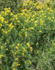 Medicago arborea