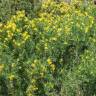 Fotografia 1 da espécie Medicago arborea do Jardim Botânico UTAD