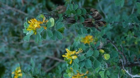 Fotografia da espécie Medicago arborea