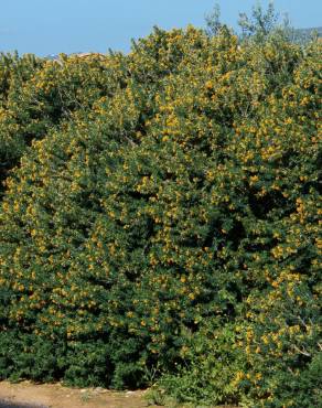 Fotografia 3 da espécie Medicago arborea no Jardim Botânico UTAD