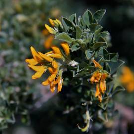 Fotografia da espécie Medicago arborea