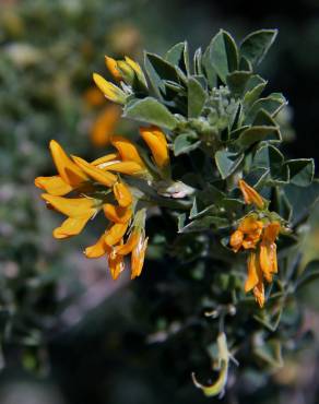 Fotografia 5 da espécie Medicago arborea no Jardim Botânico UTAD