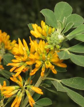 Fotografia 6 da espécie Medicago arborea no Jardim Botânico UTAD