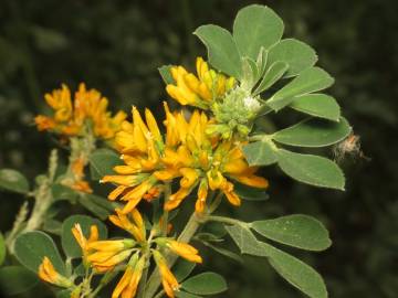 Fotografia da espécie Medicago arborea