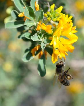 Fotografia 7 da espécie Medicago arborea no Jardim Botânico UTAD