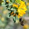 Fotografia 7 da espécie Medicago arborea do Jardim Botânico UTAD