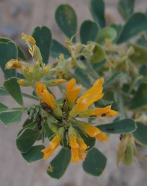 Fotografia 8 da espécie Medicago arborea no Jardim Botânico UTAD