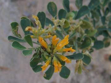 Fotografia da espécie Medicago arborea