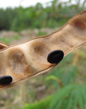 Fotografia 9 da espécie Paraserianthes lophantha no Jardim Botânico UTAD
