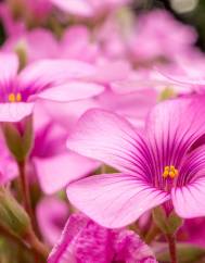 Oxalis articulata