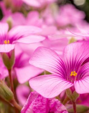 Fotografia 1 da espécie Oxalis articulata no Jardim Botânico UTAD