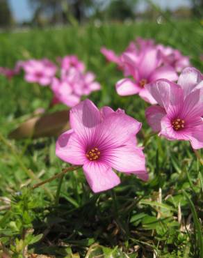 Fotografia 4 da espécie Oxalis articulata no Jardim Botânico UTAD